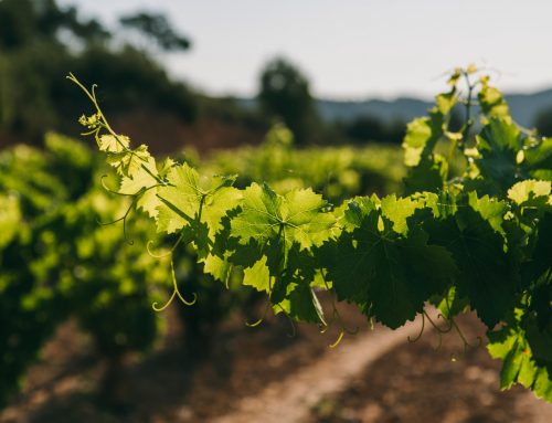 Vinos naturales…o no