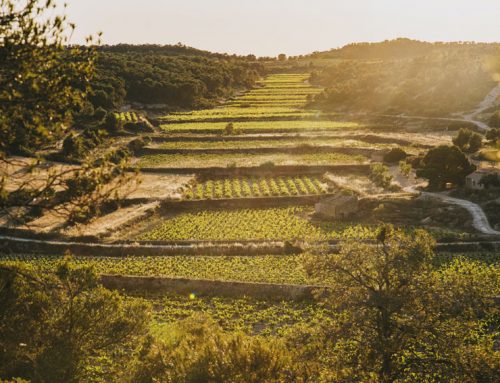 La revista Decanter recomana LaFou El Sender en una selecció de vins de la D.O. Terra Alta